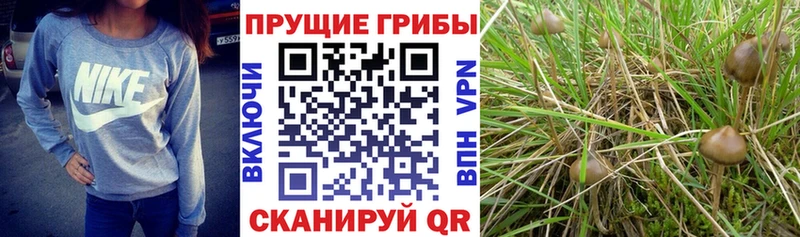 продажа наркотиков Железноводск Галлюциногенные грибы Magic Shrooms